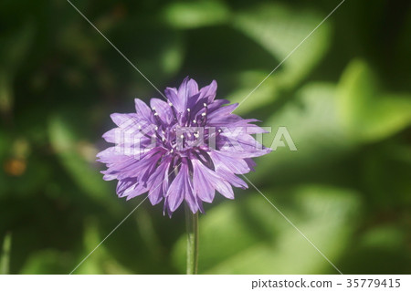 矢車菊 35779415