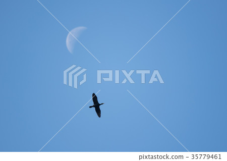 月亮和你 35779461