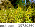 Insect / Plant / Nature / Sunshine 35780860