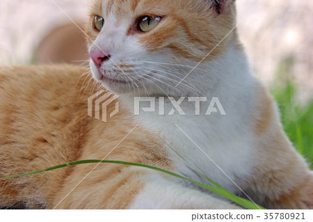 Pastel brown cat Pastel brown cat 35780921