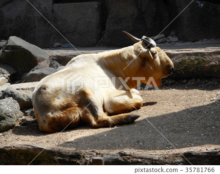 Golden Takin Golden Takin 35781766