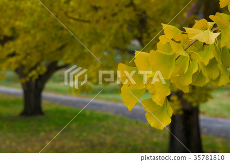 Ginkgo biloba trees in autumn leaves 35781810