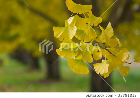 Ginkgo biloba trees in autumn leaves 35781812
