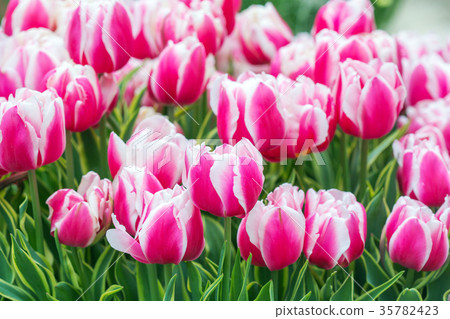 Pink tulip in the field 35782423