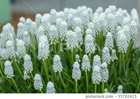 Muscari botryoides Album  35782425