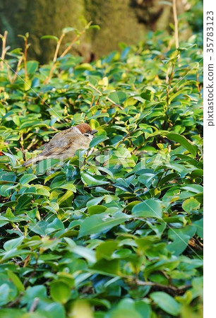A bird looking at Tokyo, the bird of the Chidorigafuchi lush path, a bird's eye view of Hinata Bokko 35783123