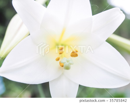 lily lily 35785842
