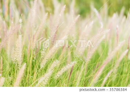 Dwarf Foxtail Grass or Pennisetum alopecuroides Dwarf Foxtail Grass or Pennisetum alopecuroides 35786384
