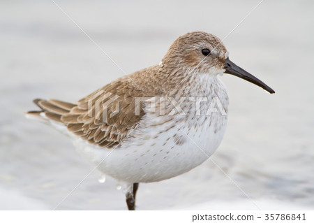 Extra close up photo of dunlin in winter plumage Extra close up photo of dunlin in winter plumage 35786841