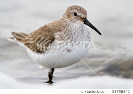 Extra close up photo of dunlin in winter plumage Extra close up photo of dunlin in winter plumage 35786842