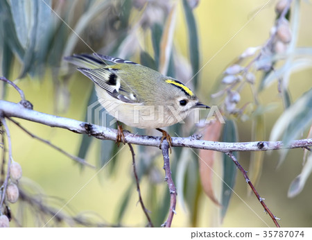 Close up photo of goldcrest (Regulus regulus) Close up photo of goldcrest (Regulus regulus) 35787074