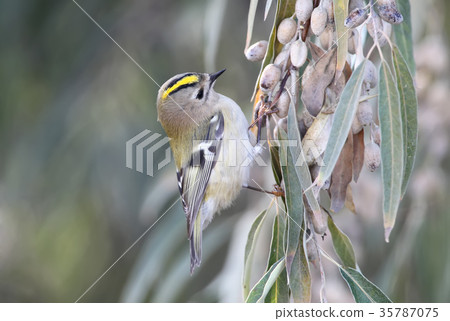 Close up photo of goldcrest (Regulus regulus) Close up photo of goldcrest (Regulus regulus) 35787075