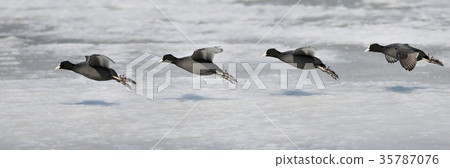 Panorama of flight of the Eurasian coot 35787076