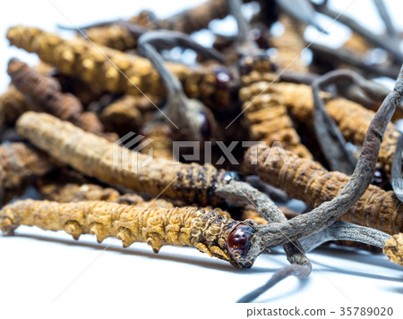close up mushroom cordyceps this is a herbs. 35789020