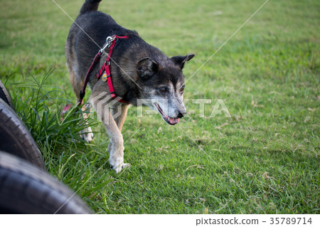 小跑步的黑狗 35789714