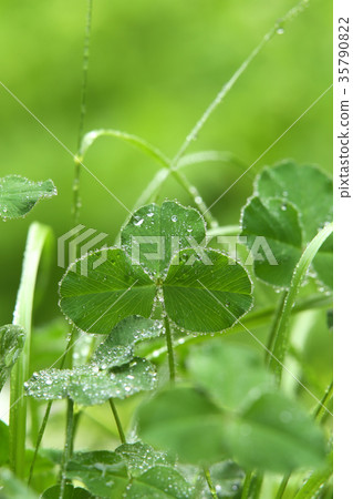Rainy day clover Rainy day clover 35790822