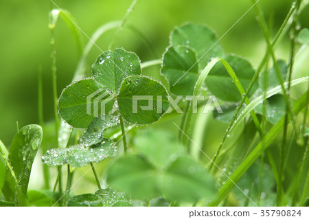 雨天三葉草 雨天三葉草 35790824