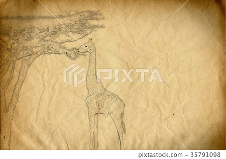 Drawing of a giraffe eating spruce leaves Drawing of a giraffe eating spruce leaves 35791098