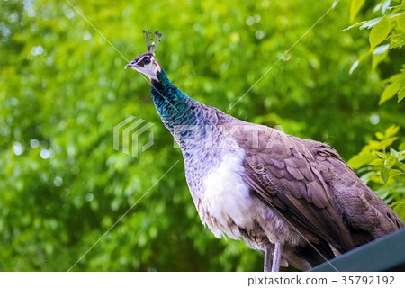Peacock on natural background 35792192