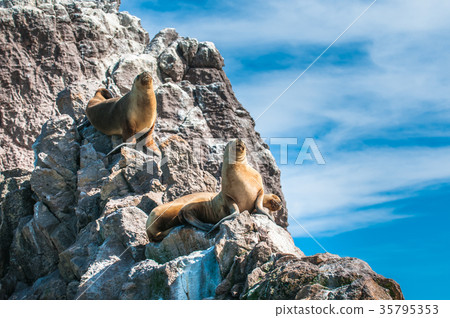 Sea Lions in Puerto Deseado, Patagonia, Argentina 35795353