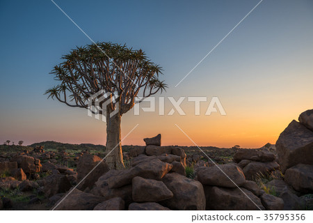 The quiver tree, Keetmanshoop, Namibia 35795356