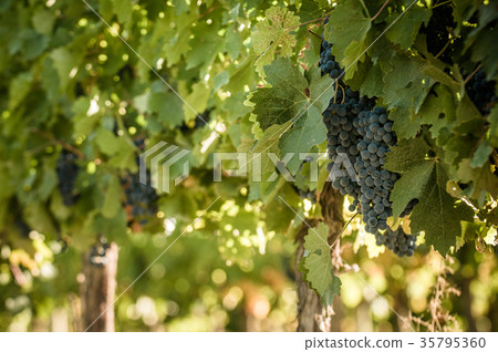 grape bunch, very shallow focus grape bunch, very shallow focus 35795360