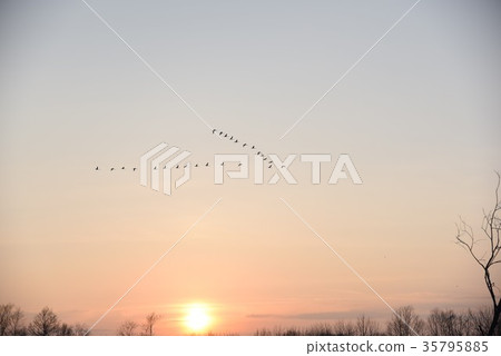 Sunset homecoming swans 35795885