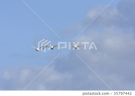 Swan blue sky back Swan blue sky back 35797442