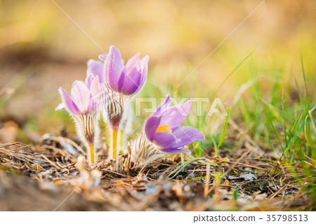 Wild Young Pasqueflower In Early Spring. Flowers 35798513