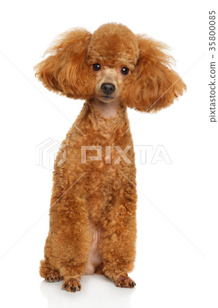 Miniature poodle puppy 35800085