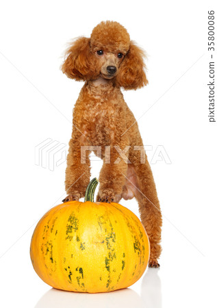 Red Miniature poodle on pumpkin 35800086