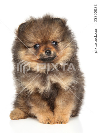 Pomeranian spitz puppy 35800088