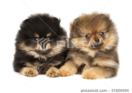 Pomeranian Spitz puppies lying. Baby animal theme Pomeranian Spitz puppies lying. Baby animal theme 35800094