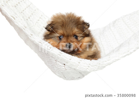 Pomeranian Spitz puppy 35800098