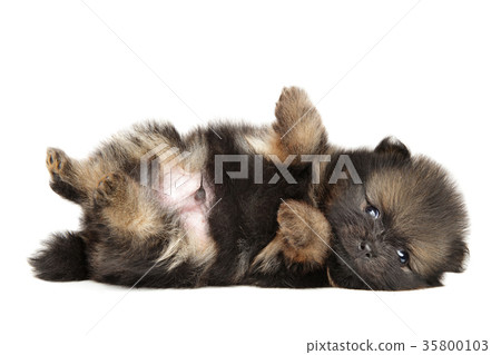 Tiny Pomeranian Spitz puppy resting Tiny Pomeranian Spitz puppy resting 35800103