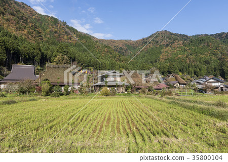 Miyama Sakura no Kimono in autumn 35800104