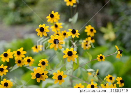 Ludovce Ludovce 35801749