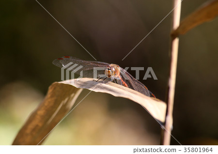 赤蜻屬frequens 35801964