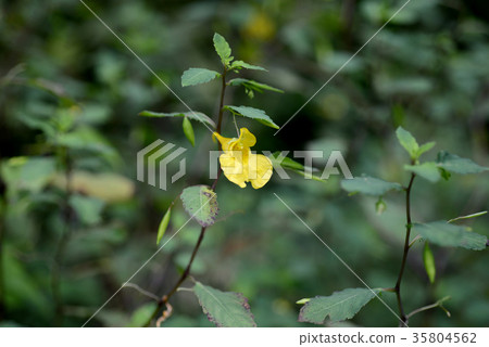 Powered by Translate 35804562