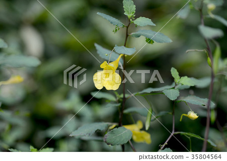 由翻譯提供支持 由翻譯提供支持 35804564