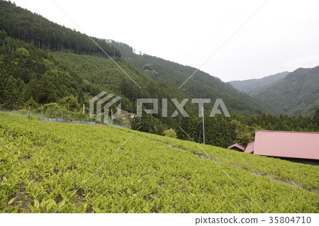 Yoshino ginger field 35804710