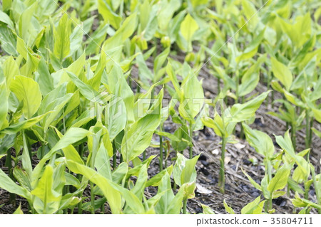 Yoshino ginger field 35804711