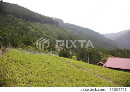 Yoshino ginger field 35804722