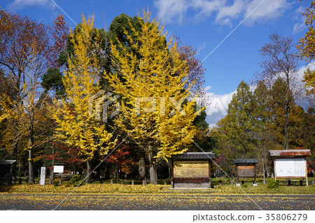 Sakuraku Shrine in Tsuyama City, Okayama Prefecture: Ginkgo in the precinct Sakuraku Shrine in Tsuyama City, Okayama Prefecture: Ginkgo in the precinct 35806279