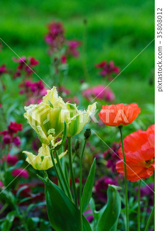 spring flowers 35808012