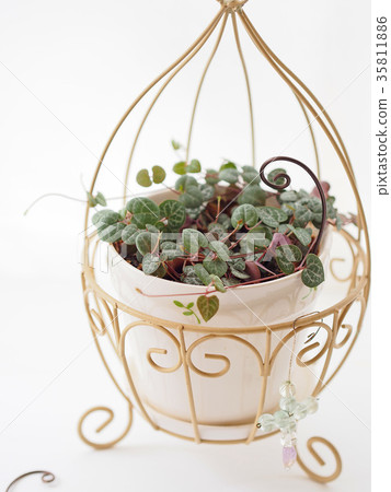 Heart Kazura Heart Kazura 35811886