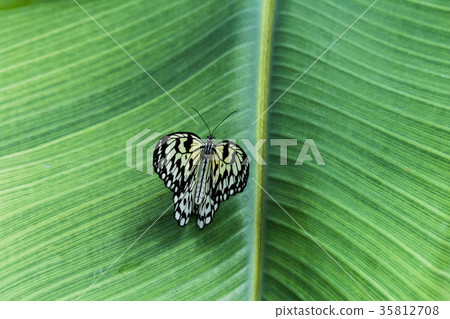 butterfly in the nature green forest habitat butterfly in the nature green forest habitat 35812708