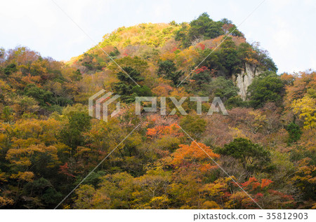 Kagori-gawa's autumn leaves Kagori-gawa's autumn leaves 35812903