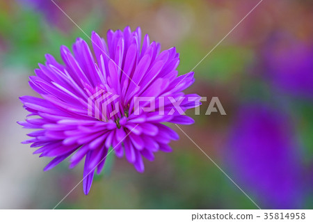 Beautiful double layer Yuzengiku 35814958