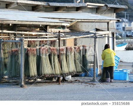 Base and barn of bottom grilled net fishing of Ise shrimp 35815686